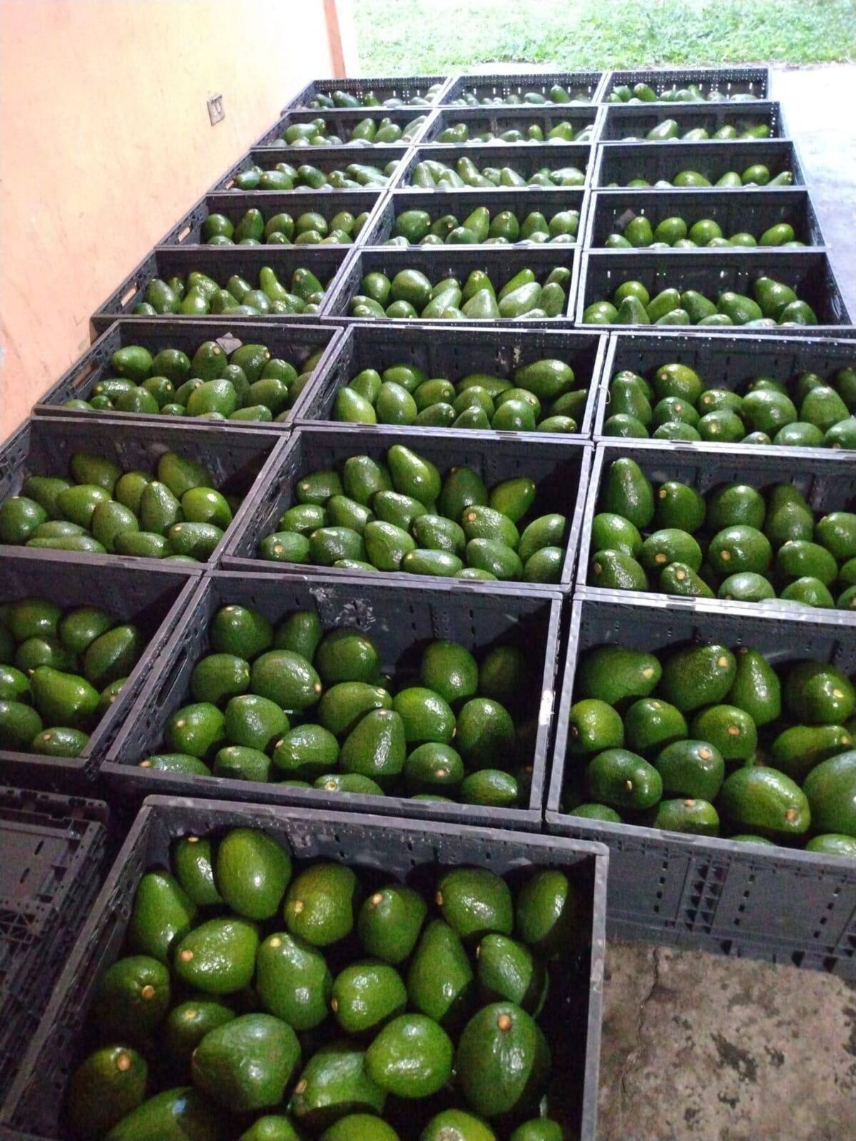 Aguacates de la finca